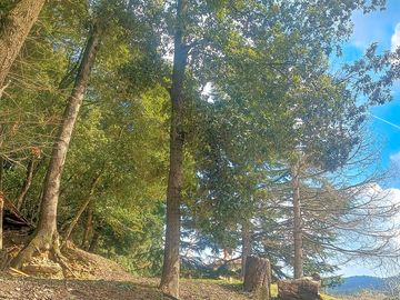 Piazzola sotto i cedri