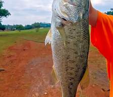 Campsites with fishing Republic of Ireland