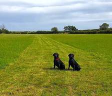 Dog friendly campsites South Africa