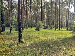 Stay under canvas among native trees