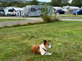 Lots of friendly campers made a big fuss of Toby