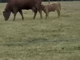 Amazing cows