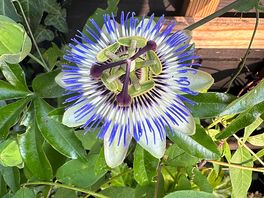 Wunderschöne Blumen auf dem Gelände