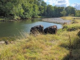 More cows