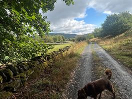 Chien marchant sur un chemin de campagne