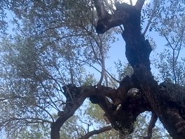 Avec des arbres de plus de 100 ans
