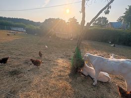 Animaux de la ferme sur place