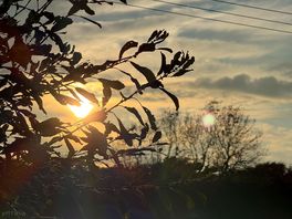Coucher de soleil à travers les arbres
