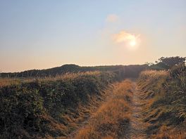 Camí de gos