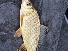 Peixe