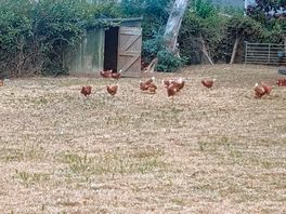 Poules de la ferme