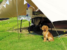 Campeggio amico dei cani