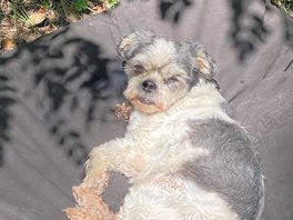 Plaisir pour les chiens