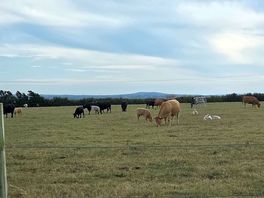 Beautiful farm animals