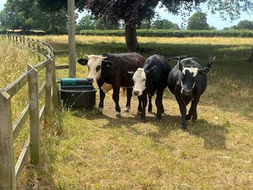 Vacas